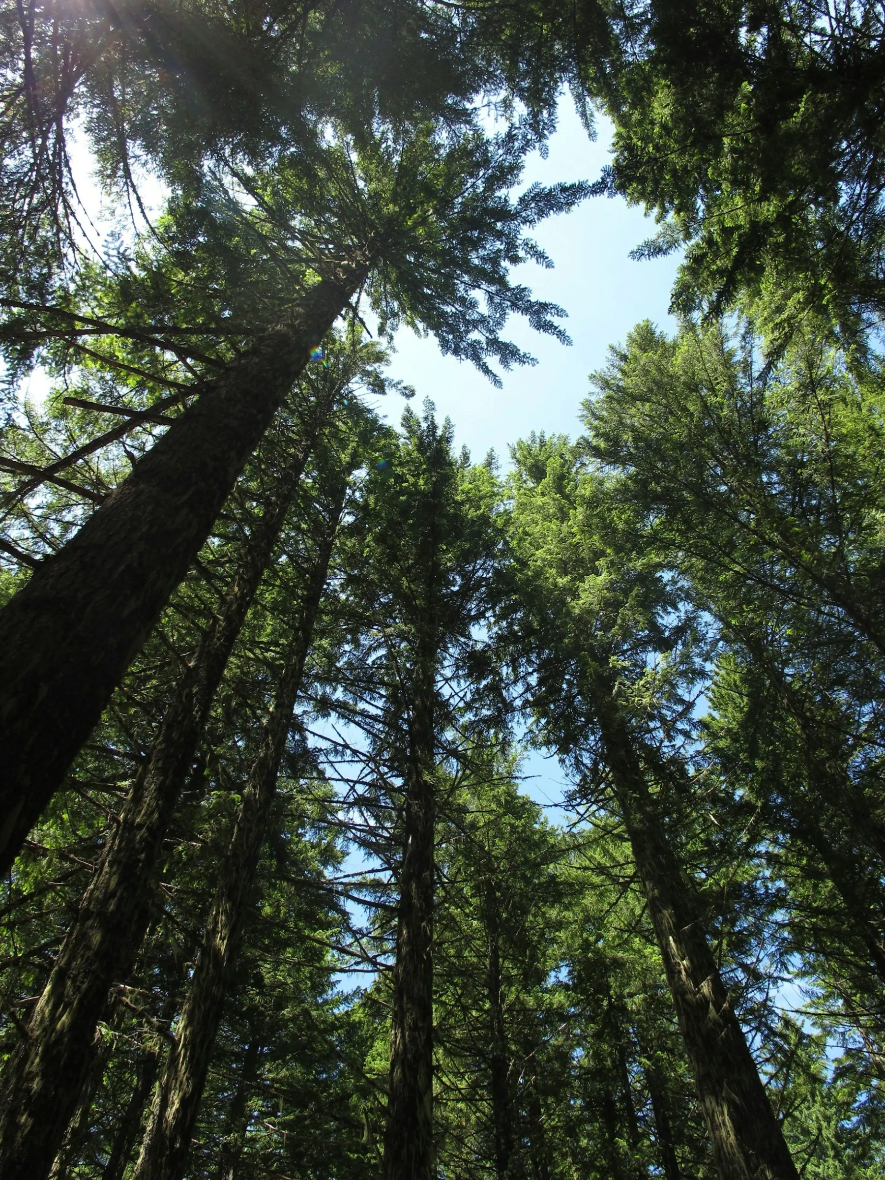 Tallträd i en skog med gröna barr och blå himmel